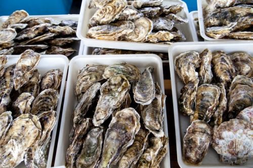 オルニパワーZnプラスの牡蠣